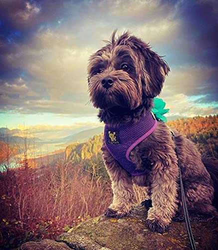 EcoBark Dog Harness - Eco-Friendly Max Comfort Harnesses - Luxurious Soft Mesh Halter - Over the Head Harness Vest- No Pull and No Choke for Puppy, Toy Breeds & Small Dogs (Medium, Purple) - color: Purple