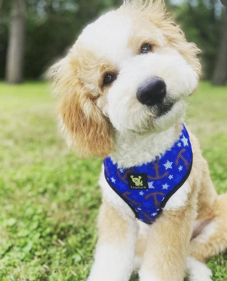 EcoBark Dog Harness - Eco-Friendly Max Comfort Harnesses - Luxurious Soft Mesh Halter - Over the Head Harness Vest- No Pull and No Choke for Puppy, Toy Breeds & Small Dogs (Medium, Nautical) - color: Blue Nautical