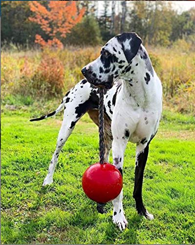Jolly Pets Romp-n-Roll Rope and Ball Dog Toy, 8 Inches/Large, Red (608 RD) - color: Red, size: Large (8 in)