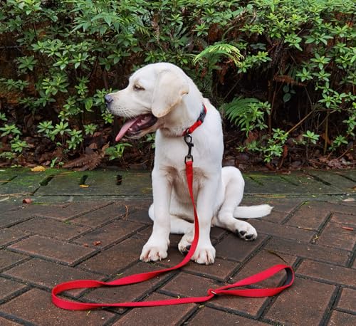 Premium Classic Nylon Webbing Adjustable Dog Collars,Soft and Smooth Regular 5/8 Inch Wide Dog Collars with Quick Release Clasp for Small Dogs Walking,Training. (Small, Chili Pepper) - color: Chili Pepper, size: Small 11-14 Inches