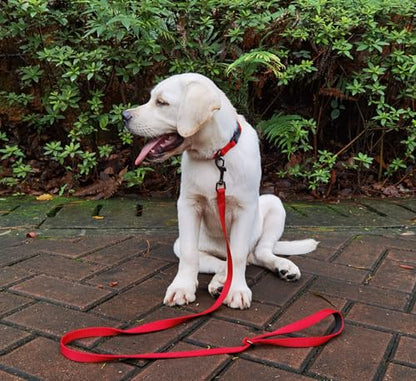 Premium Classic Nylon Webbing Adjustable Dog Collars,Soft and Smooth Regular 5/8 Inch Wide Dog Collars with Quick Release Clasp for Small Dogs Walking,Training. (Small, Chili Pepper) - color: Chili Pepper, size: Small 11-14 Inches