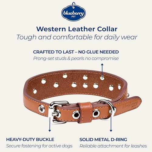 Blueberry Pet Western Dog Collar in Canyon Brown - 12-15 Inch Necks Floral-Embroidered Leather with Turquoise Studs, Adjustable - color: Canyon Brown, size: Small