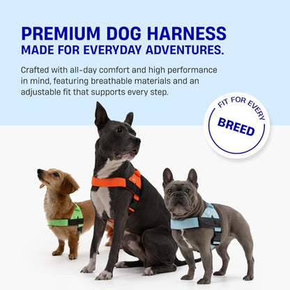 Dog Friendly Co. Dog Harness | Chafe Resistant Webbing, Adjustable Neck & Chest, and Heavy Duty D-Ring | Sturdy, Comfortable, Easy to Use | Classic Blue, Size XXS - color: Classic Blue, size: XX-Small
