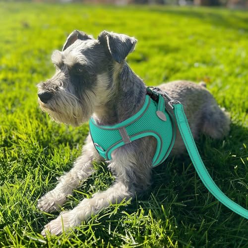 Joytale Small Dog Harness, Breathable Mesh Step-in Vest, Reflective Soft Padded Harnesses for Cats, Puppies and Extra Small Dogs, Teal, XXS - color: Teal, size: XXS--Chest: 12-13.5''