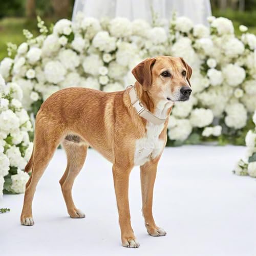Soft Classic Leather Dog Collar Heavy Duty Padded Collars with Metal Buckle for Puppy Small Medium Dogs (Beige White,M) - color: White, size: Medium