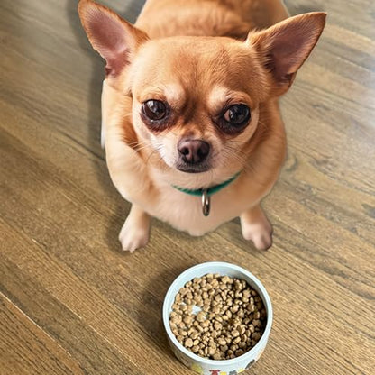 SPOT Best Friends Pet Food Dish - Food or Water Ceramic Bowl for Pets, Ideal for Small Dogs, Dishwasher Safe, 1.75 Cups (14oz) Capacity - 5in, Light Grey - size: 5 inch