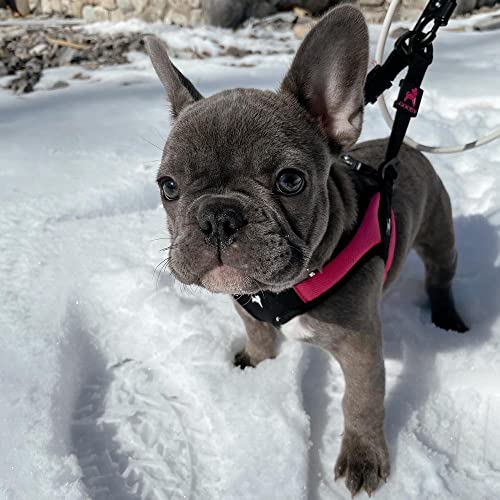 Gooby Hot Pink Small Dog Harness, Easy Fit No Pull with Quick Release Buckle, Machine Washable, Escape Free, Sporty Style - color: Hot Pink, size: Small chest (16~19.25")