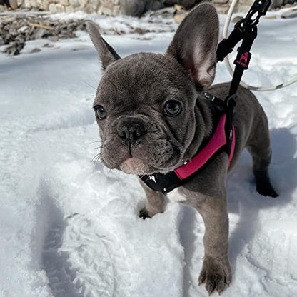 Gooby Hot Pink Small Dog Harness, Easy Fit No Pull with Quick Release Buckle, Machine Washable, Escape Free, Sporty Style - color: Hot Pink, size: Small chest (16~19.25")