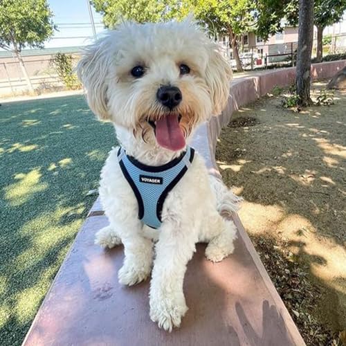 Best Pet Supplies Voyager Step-in Air All Weather Mesh Harness and Reflective Dog 5ft Leash Combo with Neoprene Handle, for Small, Medium and Large Breed Puppies - Set (Baby Blue/Black Trim), X-Small - color: Harness Leash Bundle (Baby Blue/Black Trim), s