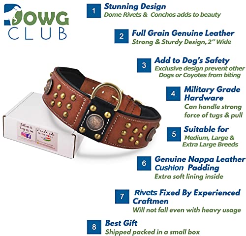 Genuine Leather ‘Cupola’ Series Dog Collar | Celtic Conchos & Gold Dome Rivets | Soft, Cushion Padding, Handmade | Best for Medium, Large, XL Breeds (M (Neck Size 14.5"-18.5"), Sienna Brown) - color: Sienna Brown, size: M (Neck Size 14.5"-18.5")