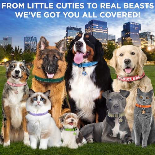 TECEUM Reflective Dog Collar – Acid Green – XXS – Extra Soft Padding – Basic Nylon Pet Collar – Quick Release Buckle – Fits Small, Medium and Large Dogs, Puppies, Cats – ESA & Service Dog Options - color: Acid Green, size: XX-Small