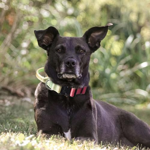 TSPRO Premium Dog Collars Tactical Dog Collar with Handle and Heavy Duty Quick-Release Metal Buckle Durable Thick and Adjustable for Medium to Large Dogs (Vitality Gradient M) - color: Vitality Gradient, size: Handle-Equipped M (14.5"-18" Adjustable)