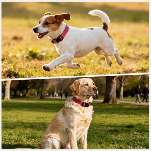 Reflective Dog Collar with Quick Release Buckle - Metal Ring - Adjustable Soft Neoprene Padded Basic Dog Collar for Small Medium Large Dogs (Red, Medium :Width 1",Neck 13.8-19.6") - color: Red, size: Medium