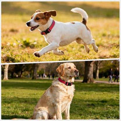 Reflective Dog Collar with Quick Release Buckle - Metal Ring - Adjustable Soft Neoprene Padded Basic Dog Collar for Small Medium Large Dogs (Red, Medium :Width 1",Neck 13.8-19.6") - color: Red, size: Medium