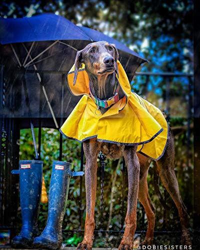 SPOT Rainy Days Slicker - Yellow Dog Rain Jacket With Hood, Reflective Strip for Safety, Leash Hole & Adjustable Velcro Belly Strap, 100% Polyester Water Resistant Pet Raincoat - XX-Large, 25in Long - size: XXL