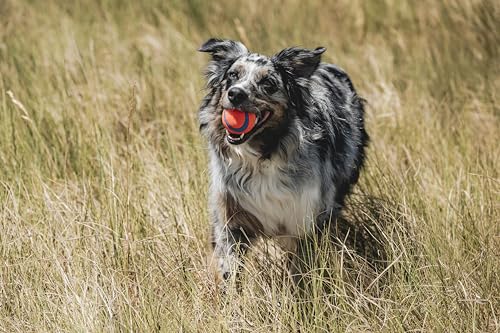 Chuckit! Ultra Ball Dog Toy - Medium Bouncy Fetch Balls For Dogs 20-60 lbs - Made from Durable Rubber - Floating Water Pet Toys - Size Medium - 2.5-inch Diameter - Pack of 2 - size: Medium, style: Medium (2 Pack)
