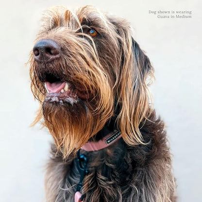 Wilderdog Waterproof Dog Collar - Repels Water & Dirt - Large 17"-24" - Guava - color: Guava, size: Large