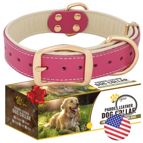 ADITYNA Heavy-Duty Pink Leather Dog Collar for Medium Dogs - Soft Padded for Comfort - Girl Dog Collar for Walking, Training, and Hiking - color: Pink - Gold Colored Buckle, size: Medium: Fit 13-20" Neck