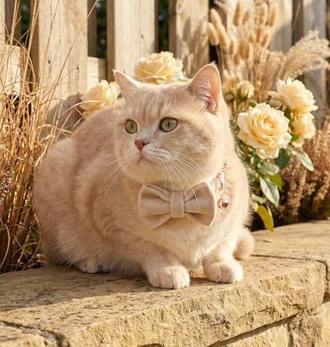 Personalized Velvet Cat Collar with Bell, Custom Engraved Name and Phone Number, Adjustable Luxury Kitten Collar, Non-Breakaway Secure ID Collar for Cats and Kittens - color: White, size: S