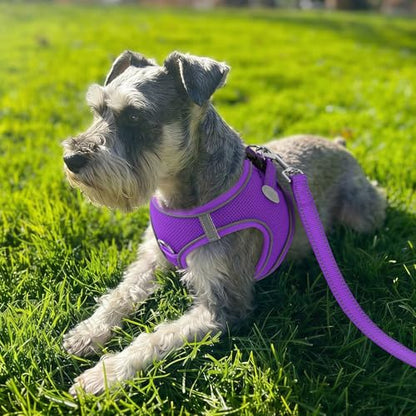 Joytale Small Dog Harness, Breathable Mesh Step-in Vest, Reflective Soft Padded Harnesses for Cats and Puppies Dogs, Purple, XXXS - color: Purple, size: XXXS--Chest: 10.5-12''