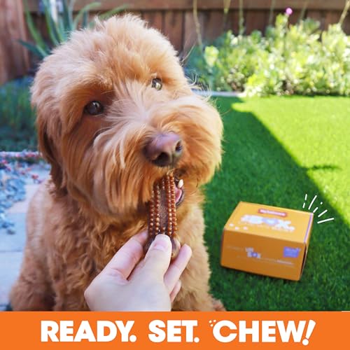 Nylabone Dog Gift Box, Includes 3 Strong Chew Toys and 1 Natural Treat, Gifts for Dogs, Small - Up to 25 lbs, 4 Pack - size: Small (4 Count)