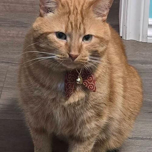 Bunny Ears Cat Collar, Japan Lucky ‘開三運’ Charm. Safety Breakaway Bowtie Kitten Collar with Bell, Red - color: Red