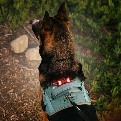 Lumi One- The Only Dog Harness That Lights Your Path at Night! Patent-Pending. Dog Safety Gear, Rechargeable Adjustable Pet Harness, Durable Pet Walking Gear (Teal Blue, Medium) - color: Blue, size: Medium
