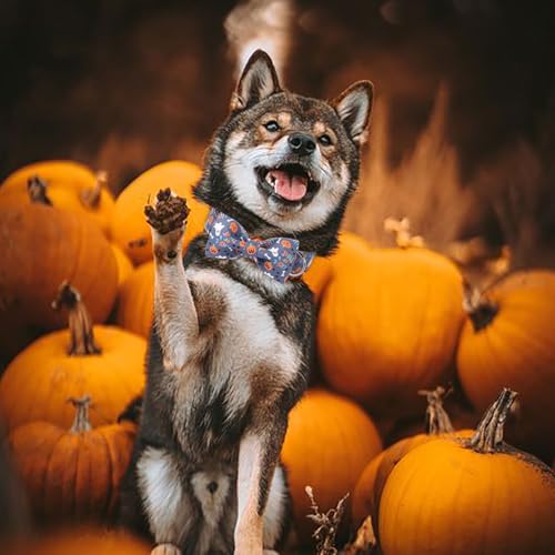 Halloween Dog Collar with Bow Tie - Cute Ghost Pumpkin Halloween Puppy Collar, Adjustable Metal Buckle Holiday Bowtie Dog Collars for Small Medium Large Dogs XS - color: B-Navy Ghost Pumpkin, size: XS