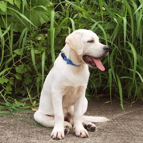 Premium Classic Nylon Adjustable Dog Collars,Soft and Smooth Regular 5/8 Inch Wide Dog Collars with Quick Release Buckle for Puppy Dogs Walking,Training.(Small, Classic Blue) - color: Classic Blue, size: Small 11-14 Inches