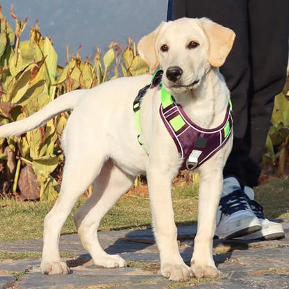 FEESHOW No Pull Escape Proof Dog Harness with Soft Padded Handle Breathable Reflective Vest for Medium Large Dogs Walking Purple X-Large - color: Purple, size: X-Large