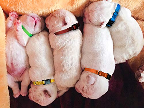 Puppy ID Collar - Identification Adjustable Collars for Newborn Dog Cat, Super Soft Nylon Safety Puppy Whelping Litter Collars for Small Dogs and Puppies (Release Buckle/S) - color: Release Buckle/ S