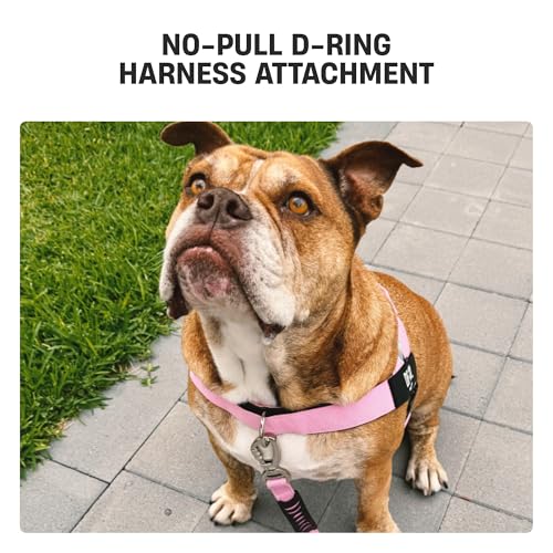 D-Ring No-Pull Harness Attachment by Dog Friendly Co. - size: S-XL