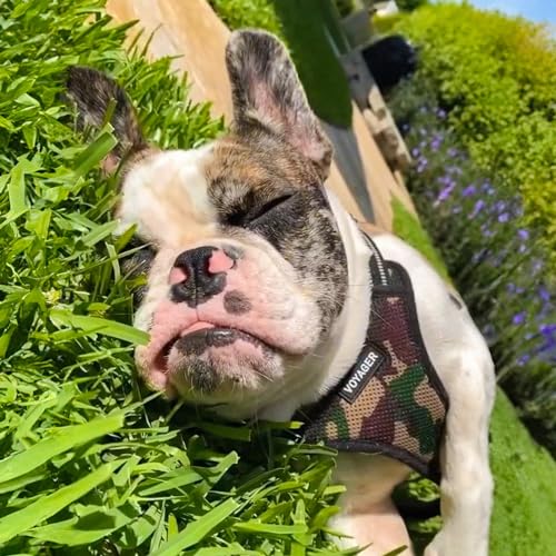 Best Pet Supplies Voyager Adjustable Step-in Flex Breathable Mesh Dog Harness for Small Medium Large Dogs (Army/Black Trim), XS - color: Harness (Army/Black Trim), size: XS