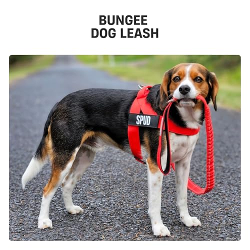 Dog Friendly Co. Bungee Dog Leash | Strain Free & Shock Resistant for Control | Neoprene Padded Handle, Heavy-Duty Carabiner Clip, and D-Ring | Classic Blue, Size Regular - color: Classic Blue, size: Regular
