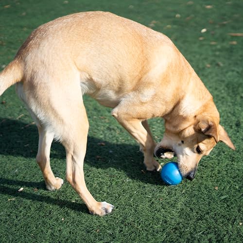 Outward Hound by Planet Dog Squeak Ball Bouncy Fetch Dog Toy, Blue - color: Blue Squeak Toy