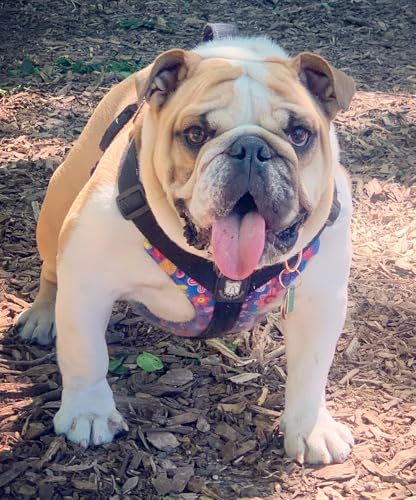 No-Pull Harness for English & French Bulldogs - Adjustable Wide-Chest Fit, Reflective Vest with Control Handle (Frisky Flowers, Medium) - color: Frisky Flowers, size: Medium