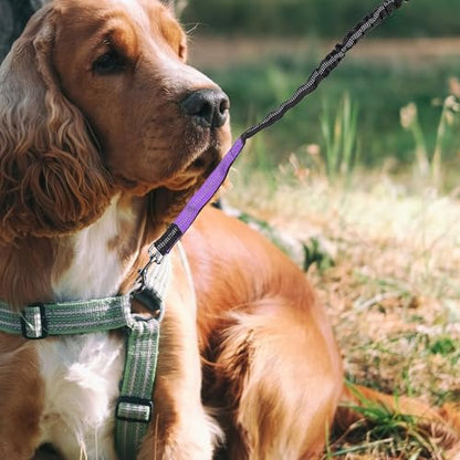 DOITOOL Hands Free Dog Running Leash Waist Belt Nylon Rope Leash for Medium Dogs Jogging Training with Safety Reflective Purple