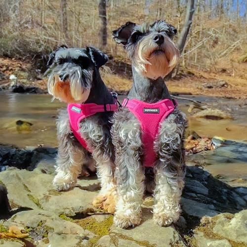 Best Pet Supplies Voyager Adjustable Step-In Flex Breathable Mesh Dog Harness for Small Medium Large Dogs (Fuchsia), XL - color: Harness (Fuchsia), size: XL