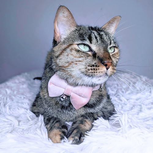 Velvet Bowtie Cat Collar with Bell – Adjustable Breakaway Pink Cat Collar for Adult Cats (7–11 in) - color: Pink