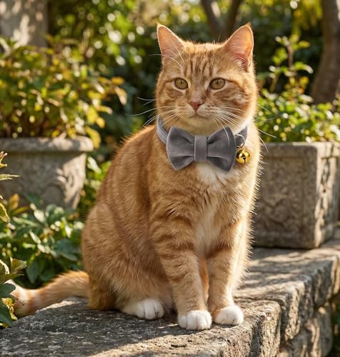 Personalized Velvet Cat Collar with Bell, Custom Engraved Name and Phone Number, Adjustable Luxury Kitten Collar, Non-Breakaway Secure ID Collar for Cats and Kittens - color: Charcoal, size: L