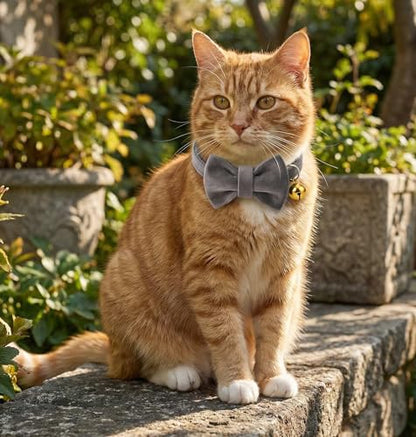 Personalized Velvet Cat Collar with Bell, Custom Engraved Name and Phone Number, Adjustable Luxury Kitten Collar, Non-Breakaway Secure ID Collar for Cats and Kittens - color: Charcoal, size: L