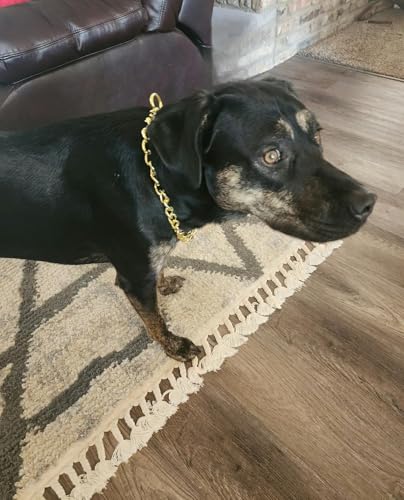 Gold Dog Chain Collars Metal Slip Link Training Dog Collar Heavy Duty Martingale Dog Collars for XXS XS Small Medium Large Breed Pets Boys Girls - color: Gold, size: XS(Neck Max 12inch)D2.0mm