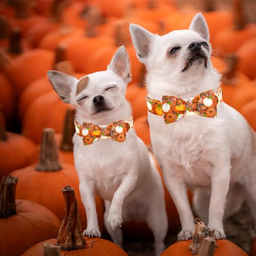Elegant little tail Halloween Dog Collar, Pumpkin with Flower Print Halloween Pet Collars Puppy Collar with Bow Cute Adjustable Collars for Small Medium Large Dogs - color: Flower Pumpkin, size: X-Small (Pack of 1)