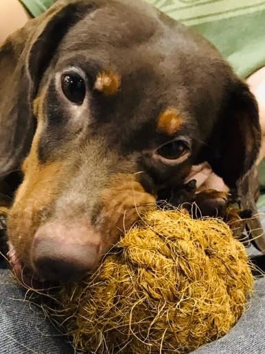 Nutties for Dogs - Natural Coconut Fiber Ball Toy and Magic Toothbrush - 2 Sizes (Small) - size: Small