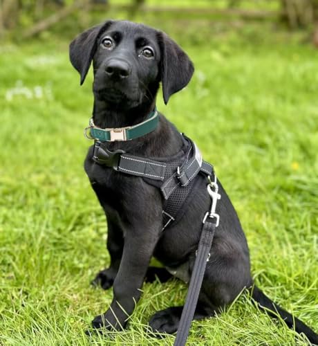 Soft Classic Leather Dog Collar Heavy Duty Padded Collars with Metal Buckle for Puppy Small Medium Dogs (Dark Green,S) - color: Dark Green, size: Small