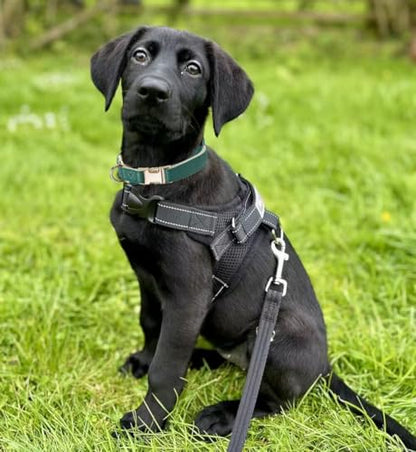 Soft Classic Leather Dog Collar Heavy Duty Padded Collars with Metal Buckle for Puppy Small Medium Dogs (Dark Green,S) - color: Dark Green, size: Small