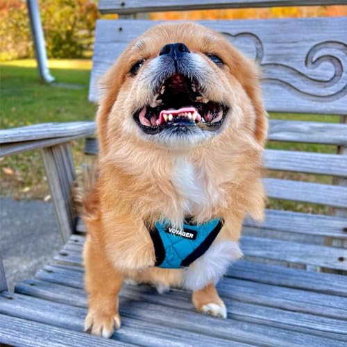Best Pet Supplies Voyager Step-in Plush Dog Harness - Soft, Step in Vest Harness and Reflective Dog 5 ft Leash Combo with Neoprene Handle for Small and Medium Dogs, Turquoise Plush, M - color: Harness Leash Set (Turquoise Plush), size: M (Chest: 16 - 18")