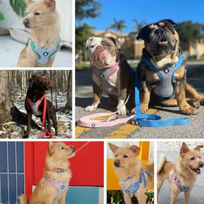 Blueberry Pet Essentials Back to Basics Reflective Dog Harness Vest, Dark Green, Medium, Adjustable Harnesses for Dogs - color: Dark Green, size: Medium (Pack of 1)