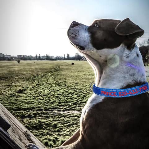 Personalized Dog Collar,Custom Embroidered Dog Collar with Name for XS Small Medium Large XL Large Dogs,Nylon Dog Collar in Purple,Blue,Red,Rose,Cyan for Bog and Girl Dogs - color: B