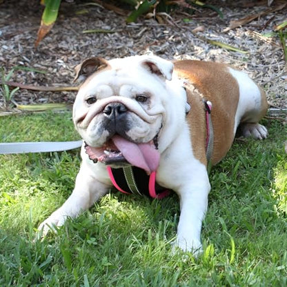 2 Hounds Freedom No Pull 1 Inch Training Leash ONLY Works with No Pull Harnesses (Light Pink) - color: Light Pink